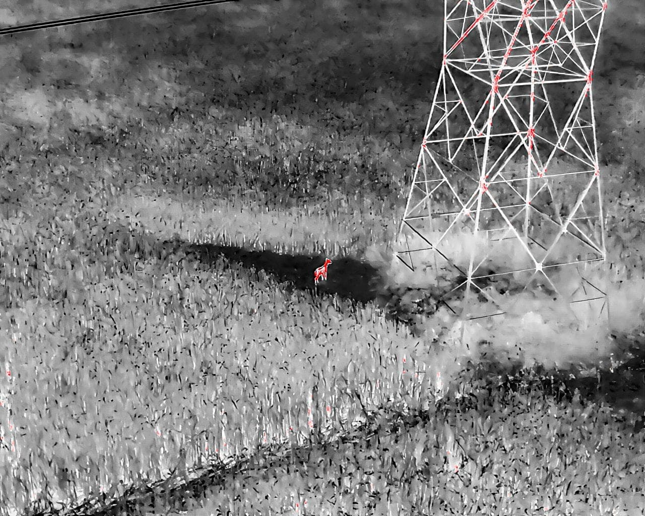 Thermal drone searching open ground at night for a downed deer